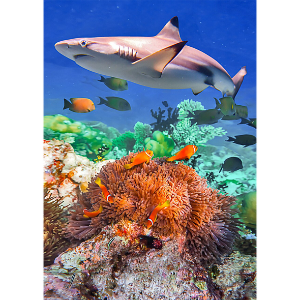 Blacktip Shark in a Coral - 3D Lenticular Postcard Greeting Card
