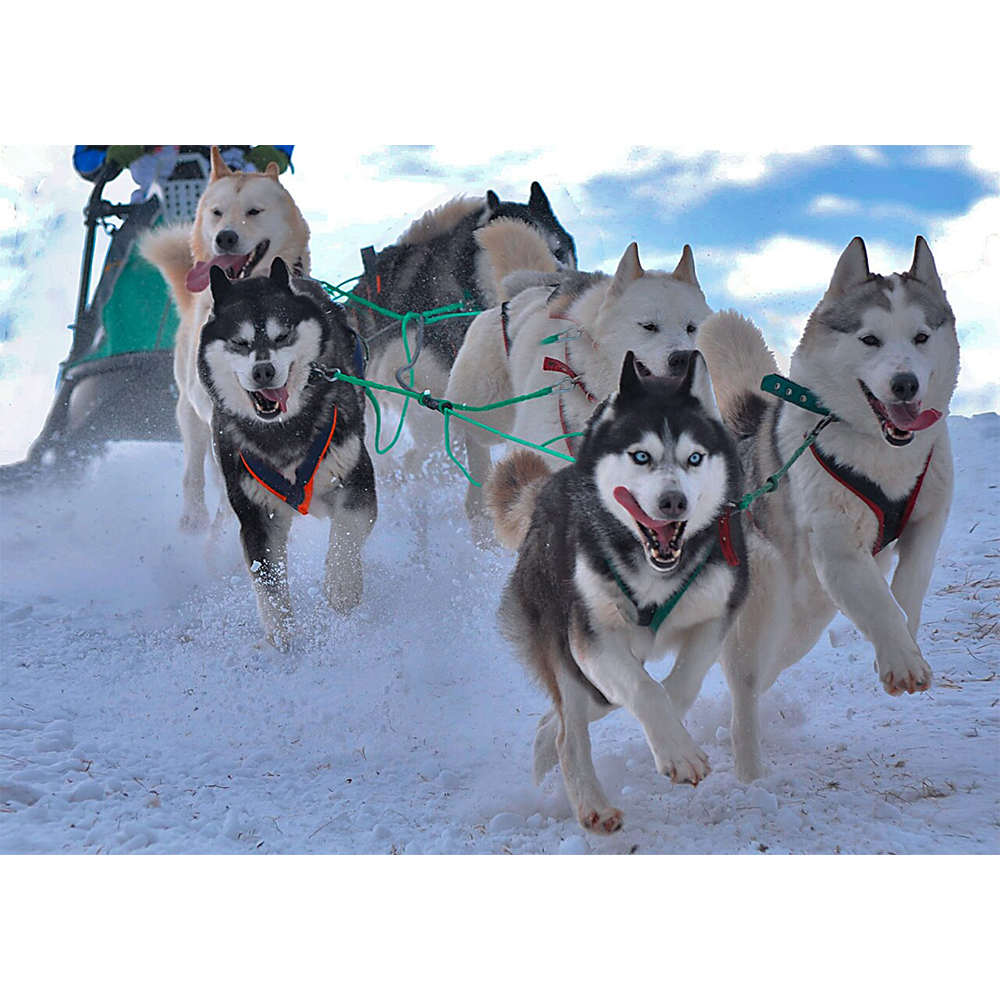 Husky Dog Sled Husky Running Speed Alaskan Husky Sled Dogs