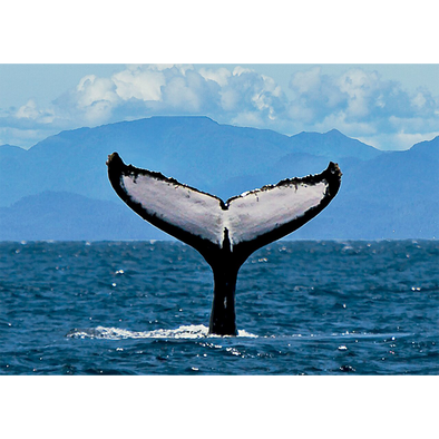 Humpback Whale Fluke 2 - 3D Lenticular Postcard Greeting Card