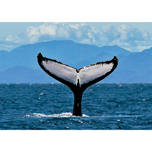 Humpback Whale Fluke 2 - 3D Lenticular Postcard Greeting Card