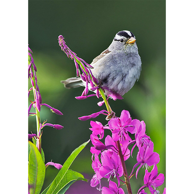 Sparrow on Fireweed - 3D Lenticular Postcard Greeting Card