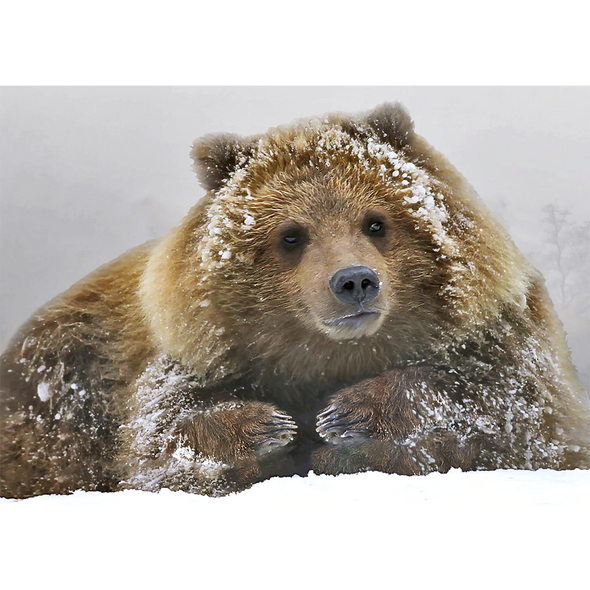 Grizzly in Snow - 3D Lenticular Postcard Greeting Card