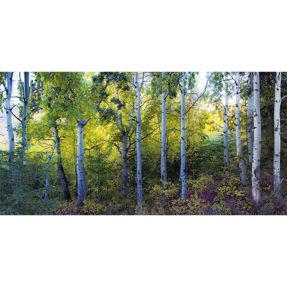 Forest Panorama - 3D Lenticular Postcard Greeting Card - Oversize