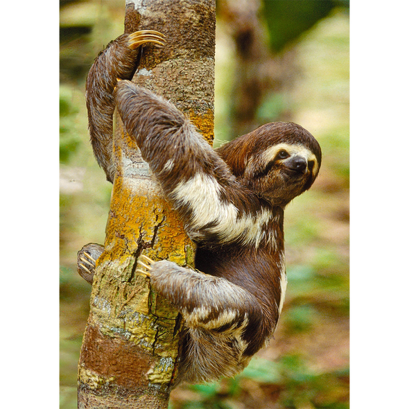Three-toed Sloth - 3D Lenticular Postcard Greeting Card