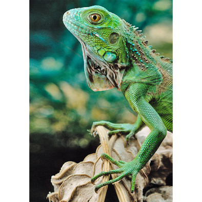 Green Iguana - 3D Lenticular Postcard Greeting Card