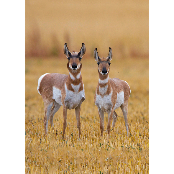 Pronghorn Antelope - 3D Lenticular Postcard Greeting Card