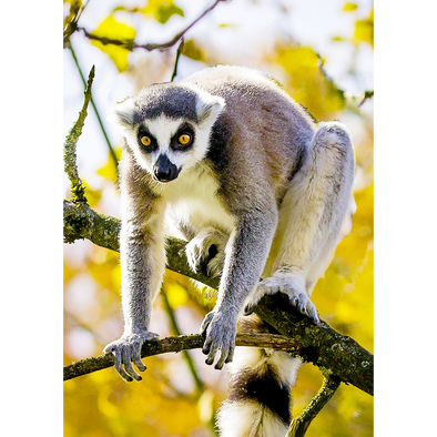 Ring-tailed Lemur 2  - 3D Lenticular Postcard Greeting Card