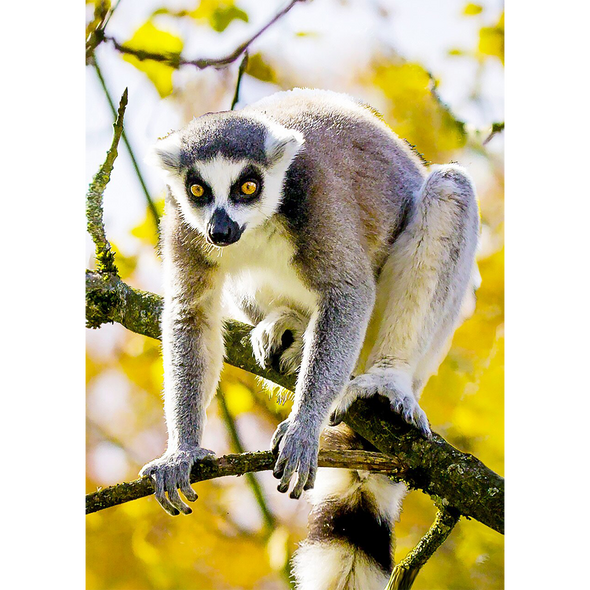 Ring-tailed Lemur 2  - 3D Lenticular Postcard Greeting Card
