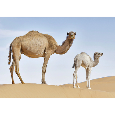 Dromedary Camel - 3D Lenticular Postcard Greeting Card