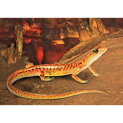 Cave Salamander - 3D Lenticular Postcard Greeting Card