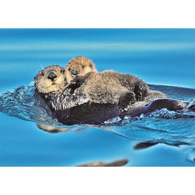 Sea Otter and pup - 3D Lenticular Postcard Greeting Card