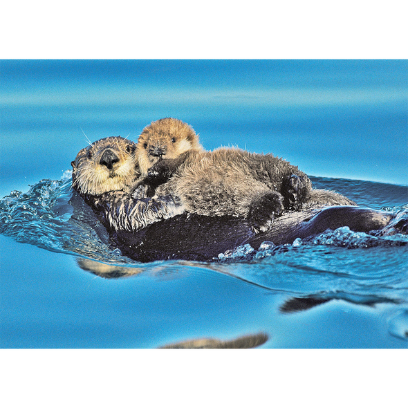 Sea Otter and pup - 3D Lenticular Postcard Greeting Card