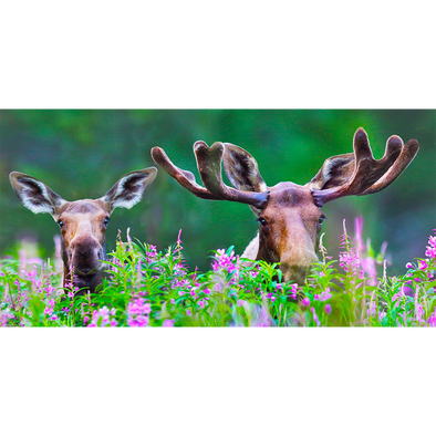 Moose in Fireweed - 3D Lenticular Postcard Greeting Card - Oversize