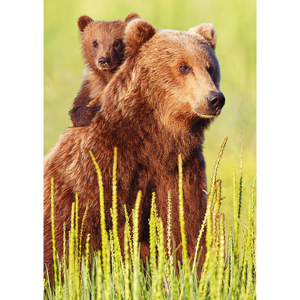 Brown bear and cub - 3D Lenticular Postcard Greeting Card