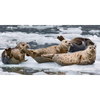 Seals and Otters on floating ice - 3D Action Lenticular Postcard Greeting Card - Oversize