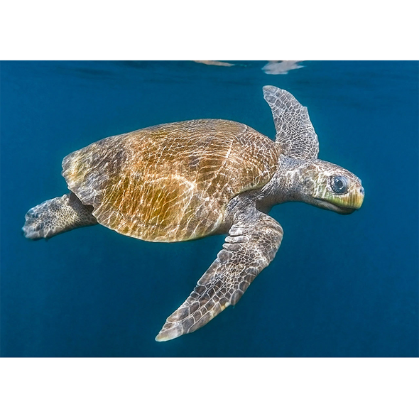 Olive Ridley Sea Turtle - 3D Action Lenticular Postcard Greeting Card