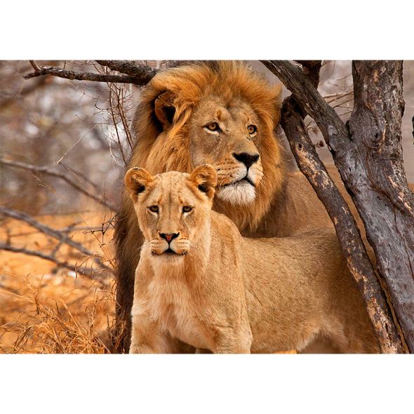 Lion and Lioness - 3D Lenticular Postcard Greeting Card