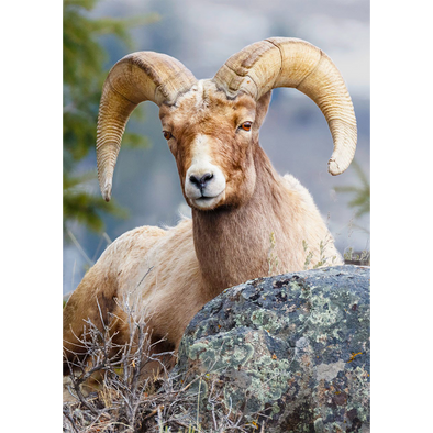 Bighorn Sheep 2 - 3D Lenticular Postcard Greeting Card
