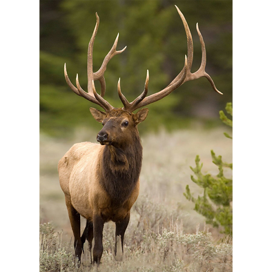 Elk Majestic - 3D Lenticular Postcard Greeting Card