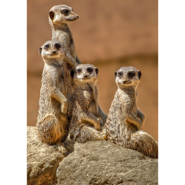 Animals Postcards - Meerkats