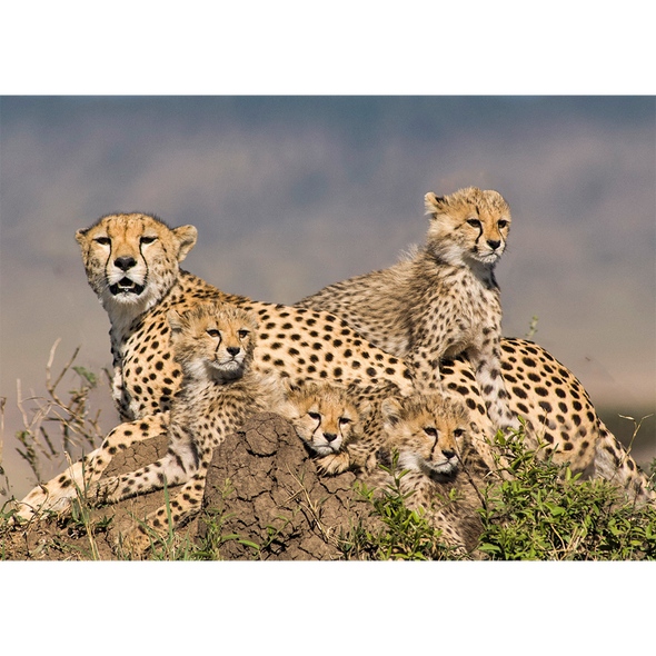 Animal Postcard - Cheetah mother and cubs