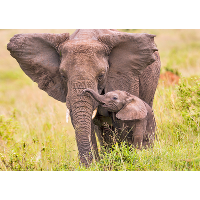 Animal Postcard - African Elephant and calf 
