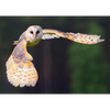 Barn Owl - 3D Action Lenticular Postcard Greeting Card