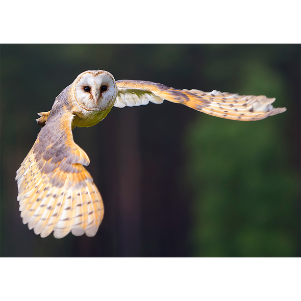 Barn Owl - 3D Action Lenticular Postcard Greeting Card