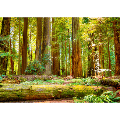 scenic postcard - Coast Redwoods 2 