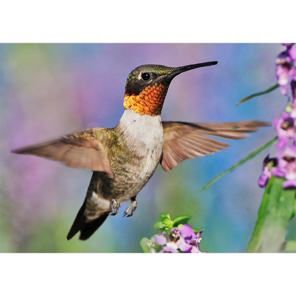 Ruby-throated Hummingbird - 3D Lenticular Postcard Greeting Card