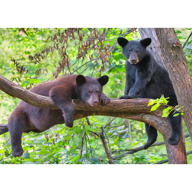 Black Bear in a tree - 3D Lenticular Postcard Greeting Card