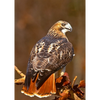 RED TAILED HAWK Animated 2 Images - 3D Lenticular Postcard Greeting card