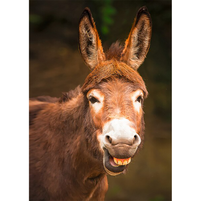 Donkey Close-up - Lenticular 3D Postcard Greeting Card