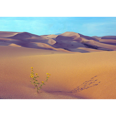 Sand Dunes - 3D Lenticular Postcard Greeting Card