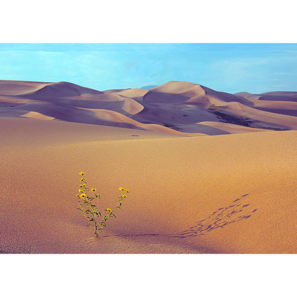 Sand Dunes - 3D Lenticular Postcard Greeting Card
