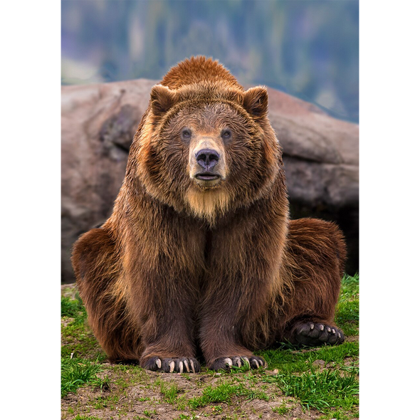 Grizzly Sitting - 3D Lenticular Postcard Greeting Card