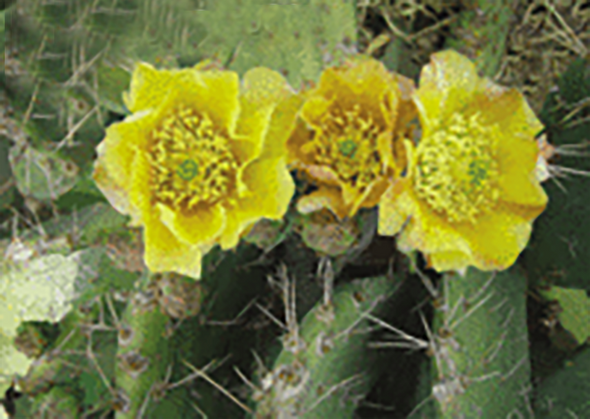 Cactus Flower - 3D Lenticular Postcard Greeting Card