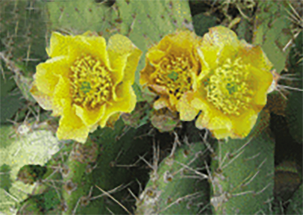 Cactus Flower - 3D Lenticular Postcard Greeting Card