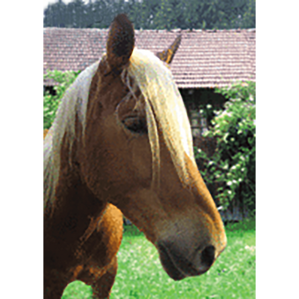 Horse Face Close-up - 3D Lenticular Postcard Greeting Card