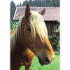 Horse Face Close-up - 3D Lenticular Postcard Greeting Card