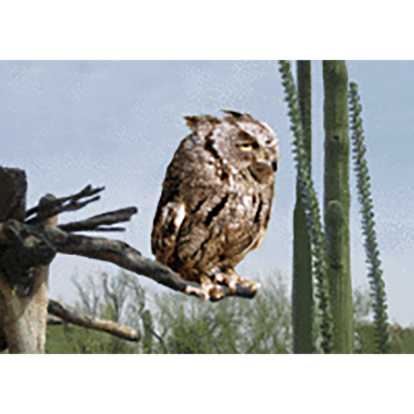 Owl - 3D Lenticular Postcard Greeting Card