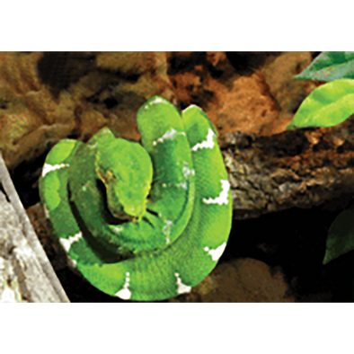 Green Snake - 3D Lenticular Postcard Greeting Card