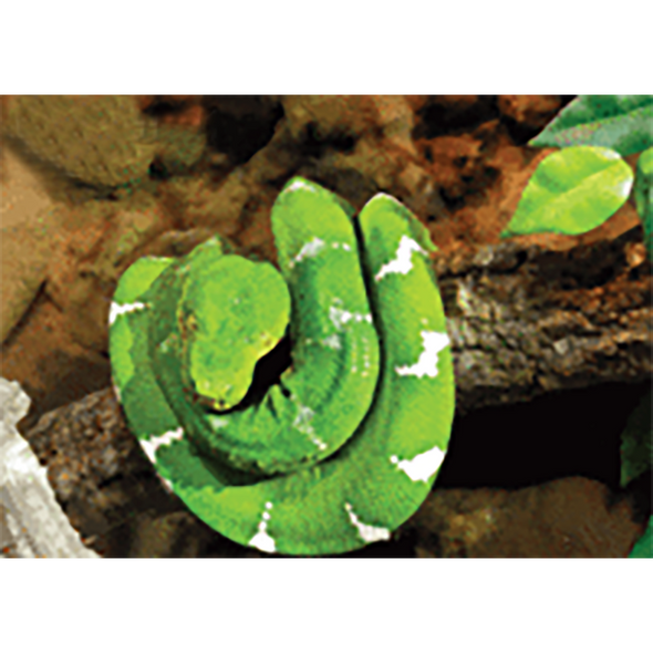 Green Snake - 3D Lenticular Postcard Greeting Card