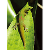Gecko Lizard (Geico) - 3D Lenticular Postcard Greeting Card