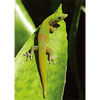 Gecko Lizard (Geico) - 3D Lenticular Postcard Greeting Card
