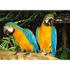 Blue wing yellow chest Macaw - 3D Lenticular Postcard Greeting Card