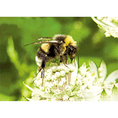 Bumblebee Collecting Nectar - 3D Lenticular Postcard Greeting Card