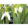 White Snowdrop - Flowers - 3D Lenticular Postcard Greeting Card