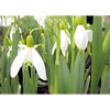 White Snowdrop - Flowers - 3D Lenticular Postcard Greeting Card