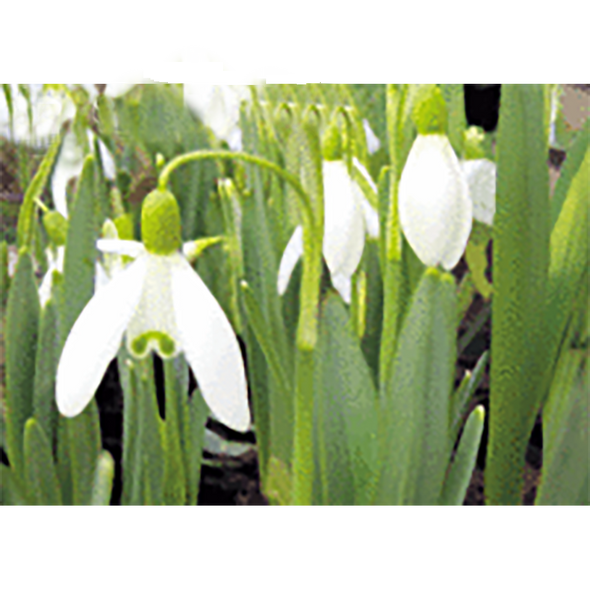 White Snowdrop - Flowers - 3D Lenticular Postcard Greeting Card